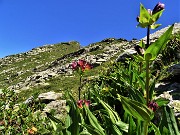 55 In ripida salita  verso il Monte Tartano con Gentiana Punctata e Purpurea